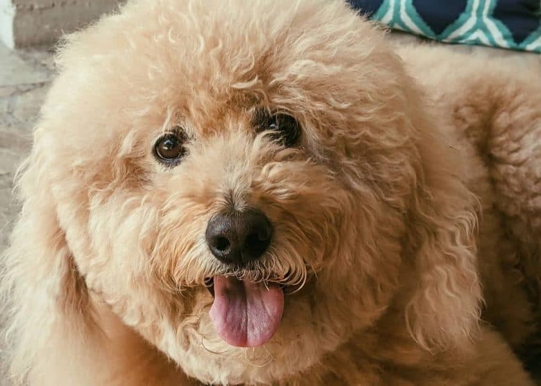 A fluffy Goldendoodle smiling