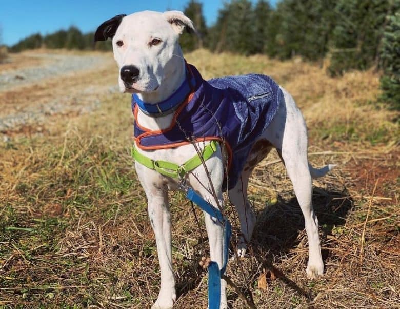 A Great Dane Dalmatian standing seriously under the sun wearing a blue harness