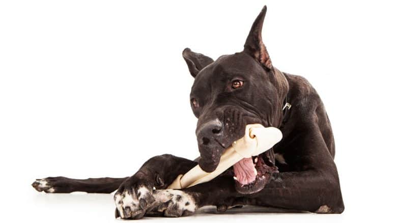 Great Dane dog chewing rawhide bone