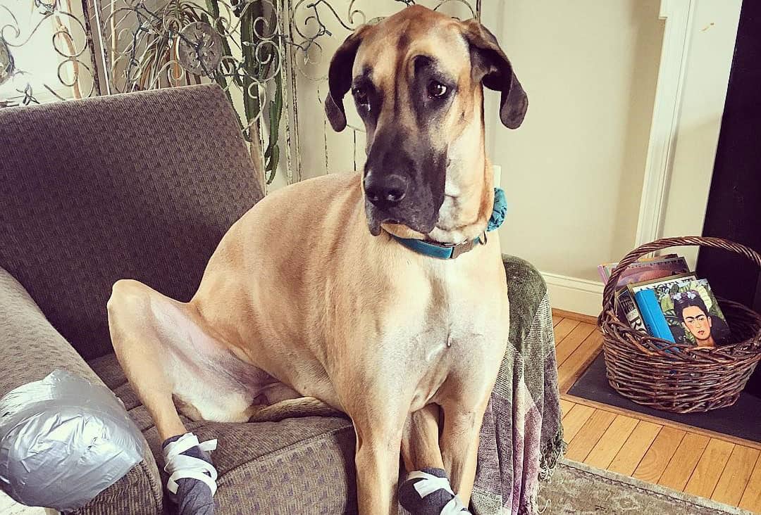 What is the best dog food for Great Danes? - K9 Web