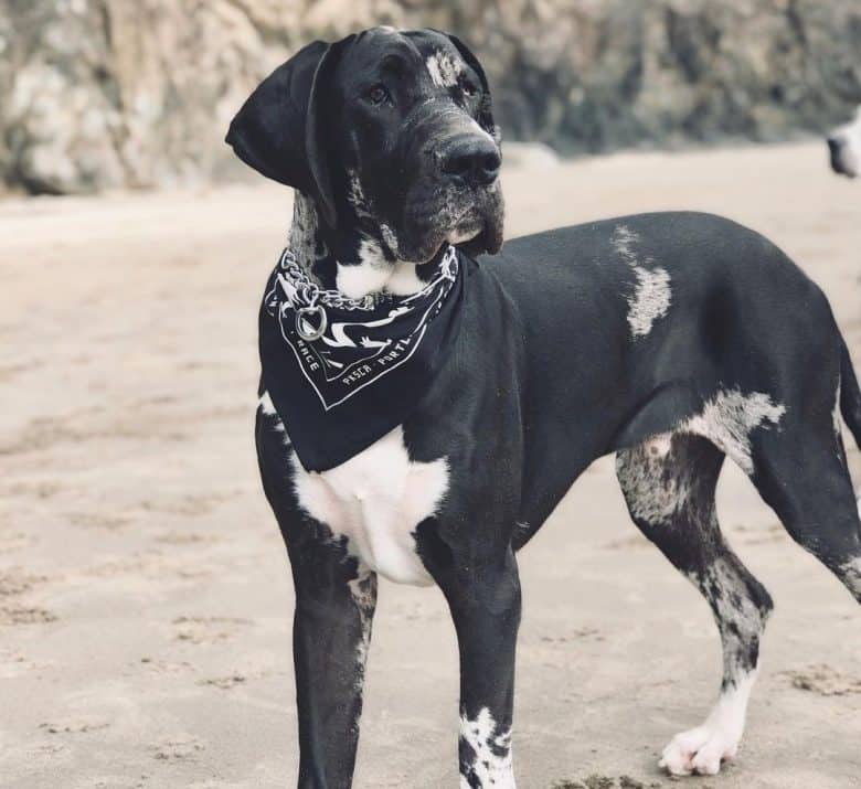 A Fawn Mantle Great Dane wearing a black bandana