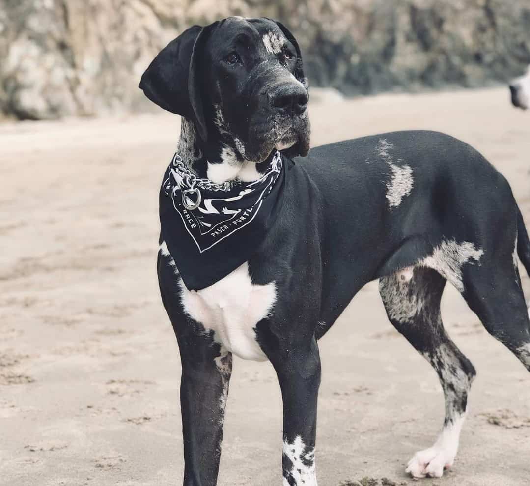 Great Dane Colors The Standard & Rare Great Dane Coat Colors K9 