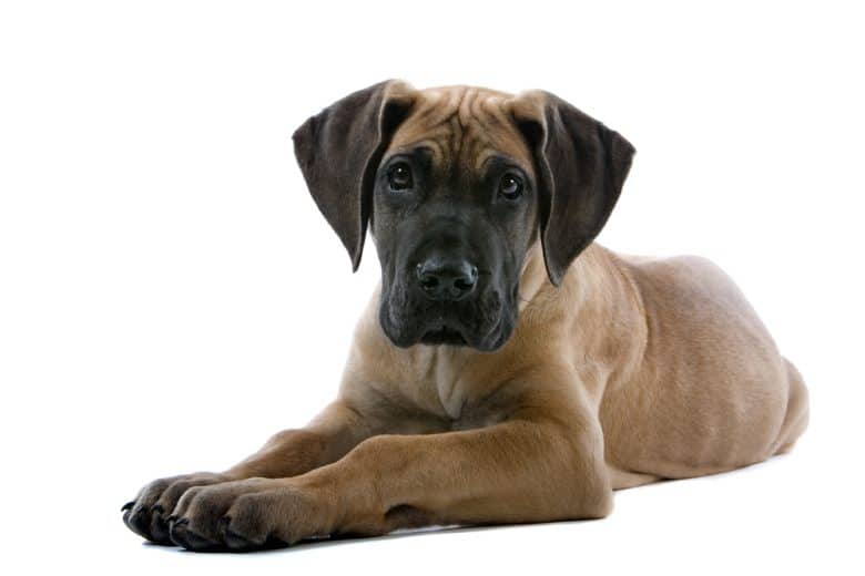 A Great Dane puppy laying down with white background