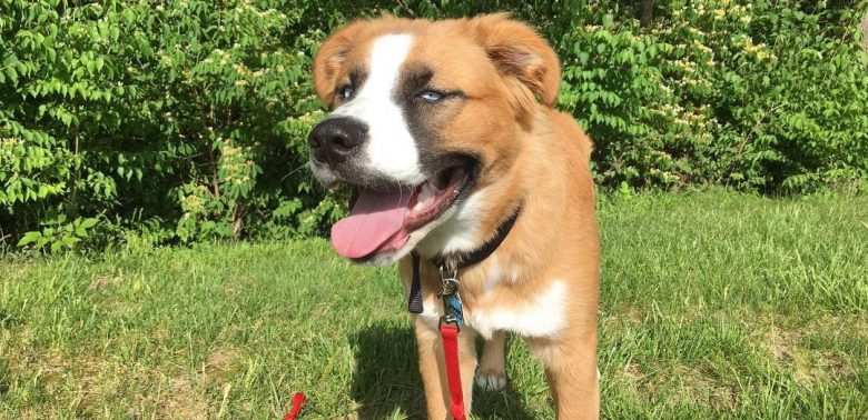 Great Pyrenees and Akita mix dog portrait