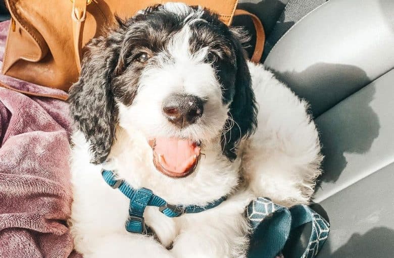 Great Pyrenees Poodle mix dog inside the car