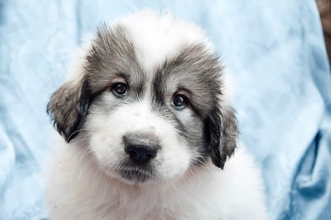 A cute Great Pyrenees puppy