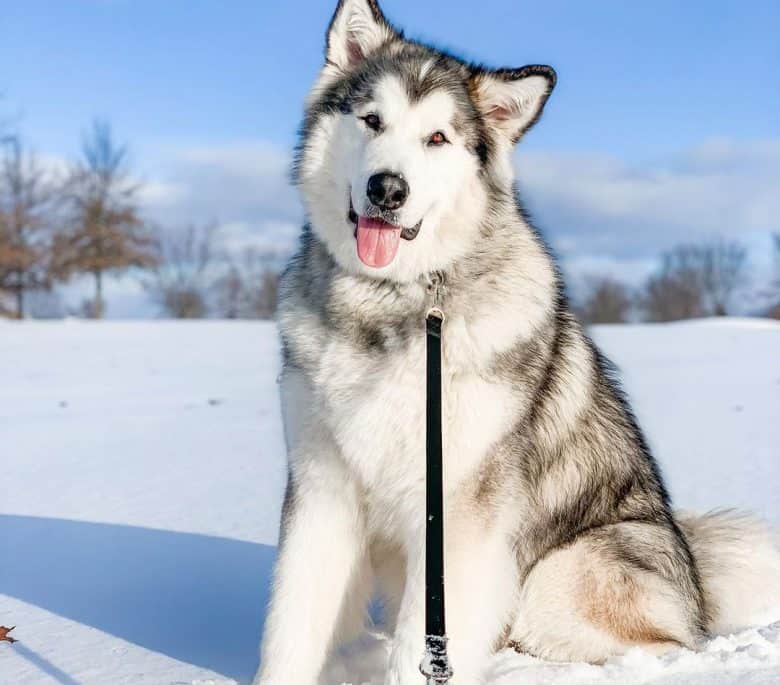 The Fascinating World of the Alaskan Malamute's Colors - K9 Web