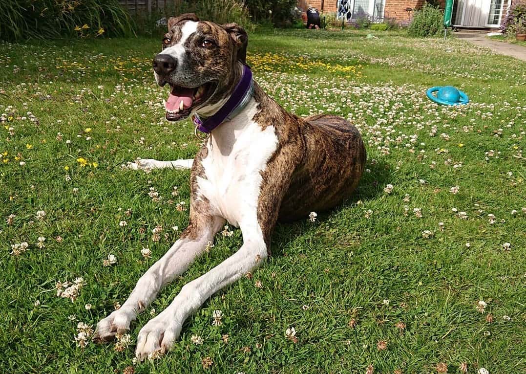 Greyhound Mixes 28 Different Greyhound Crossbreeds K9 