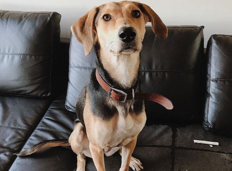 Greyhound German Shepherd mix dog sitting on a sofa