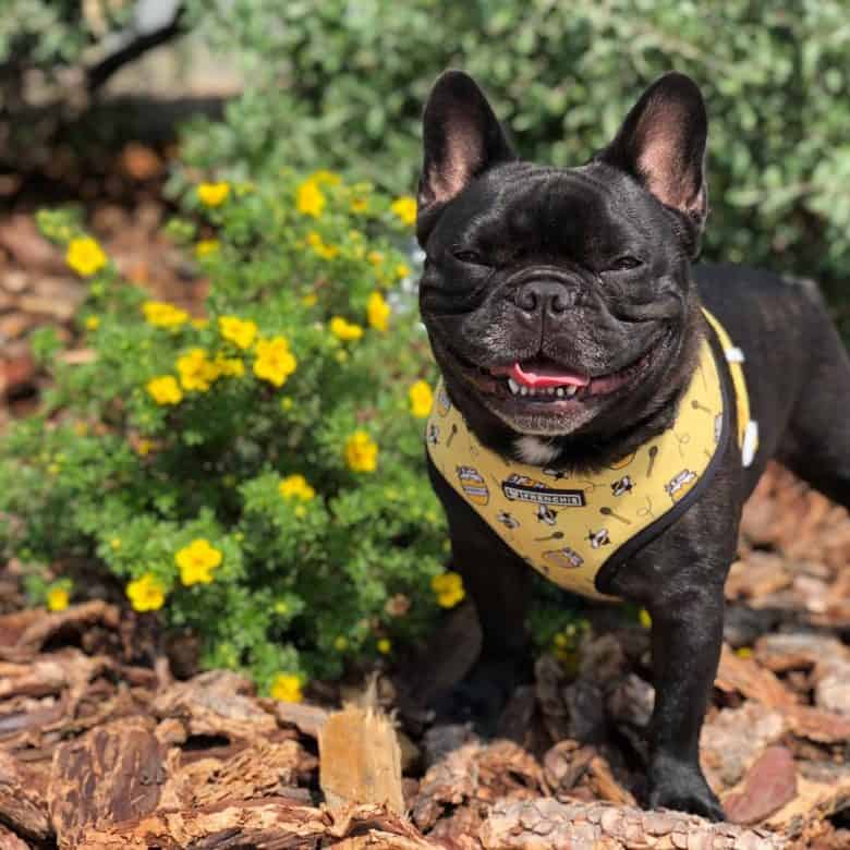 a super happy Frenchie standing on a garden