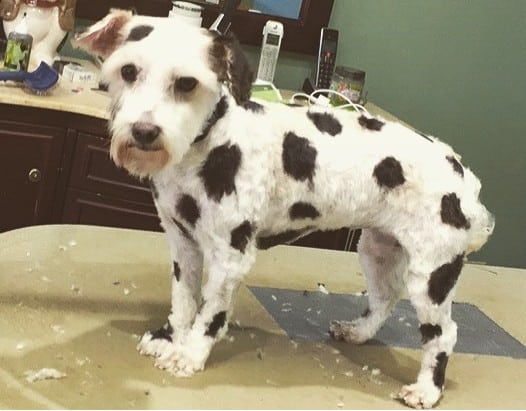 A Dalmatian Schnauzer standing on a grooming table
