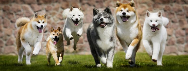 Group of Japanese dogs running on the grass
