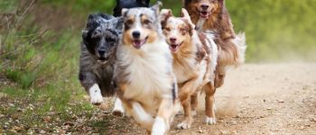 Group of running Australian Shepherd dogs