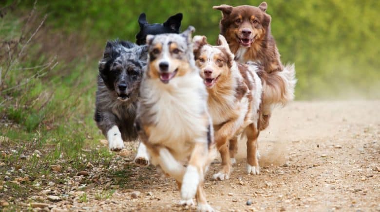 Group of running Australian Shepherd dogs