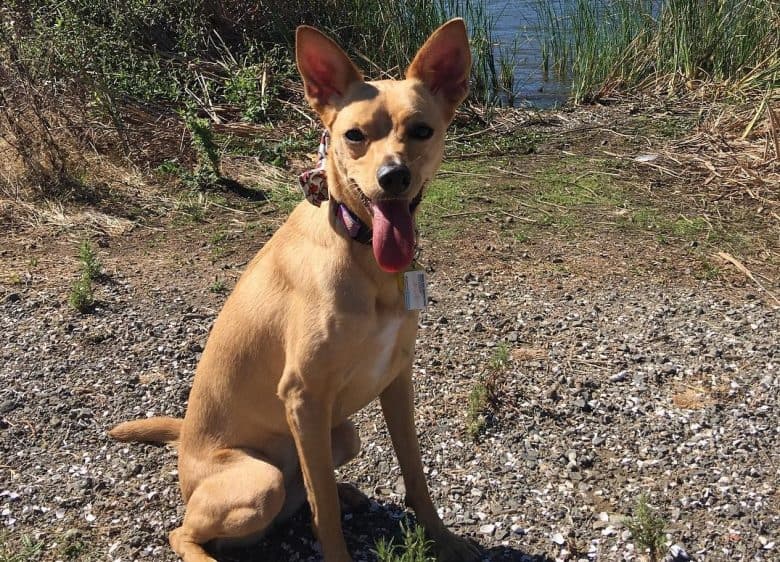 A GSD Chihuahua mix sitting on the ground