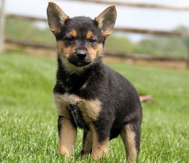 A cute GSD Chihuahua mix puppy on the grass