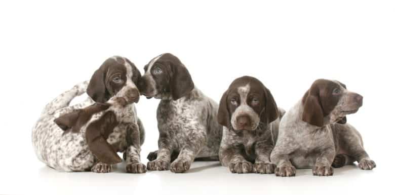 The GSP puppies on a white background