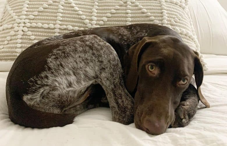 A comfortable GSP laying on the bed