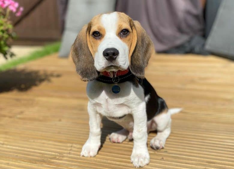 A charming Beagle puppy sitting on a card board