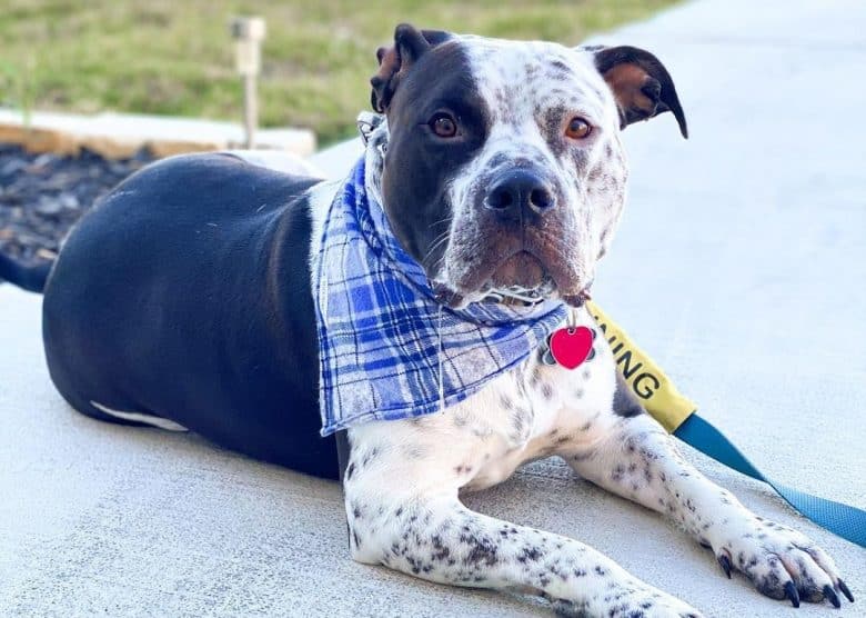 An attractive Blue Heeler Pittie wearing a plaid scarf laying on the pavement