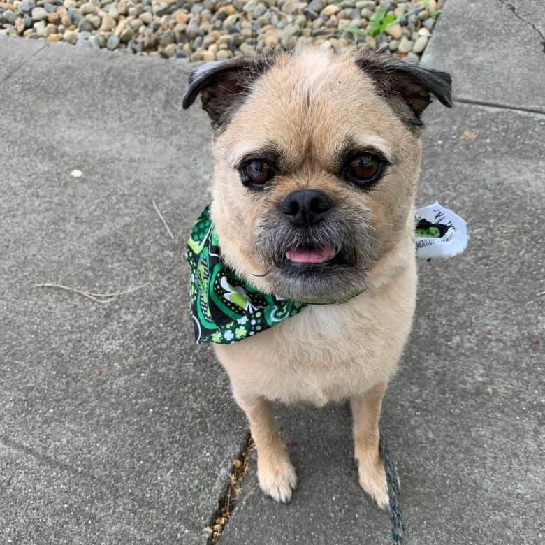 An attractive Brug wearing a green bandana sitting on pavement