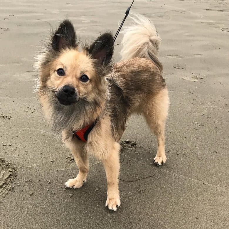 A fleecy Golden Pom standing on the sand