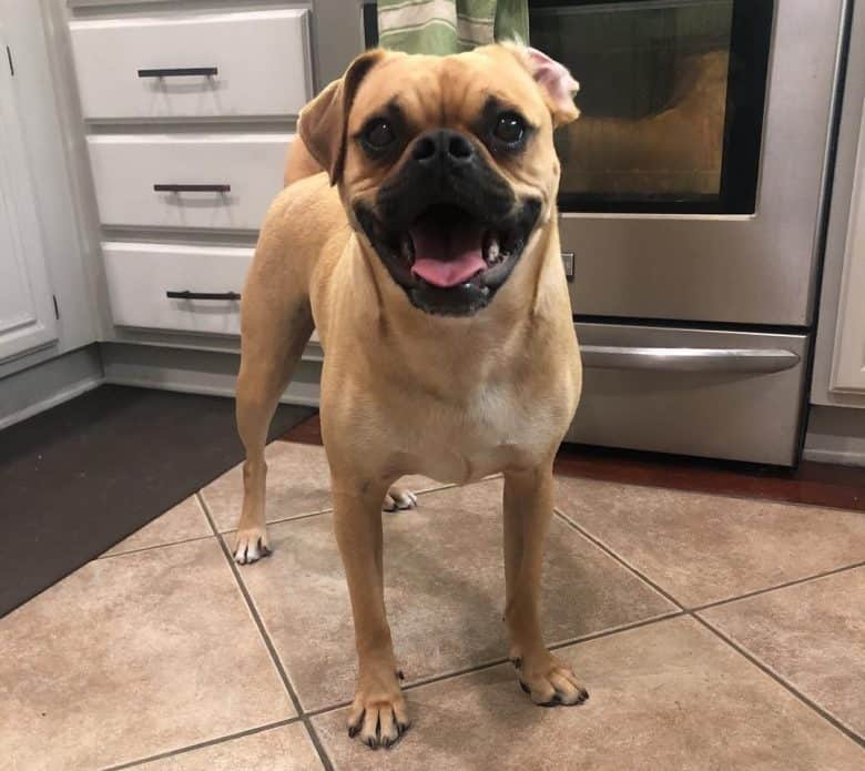 American bulldog cross pug new arrivals