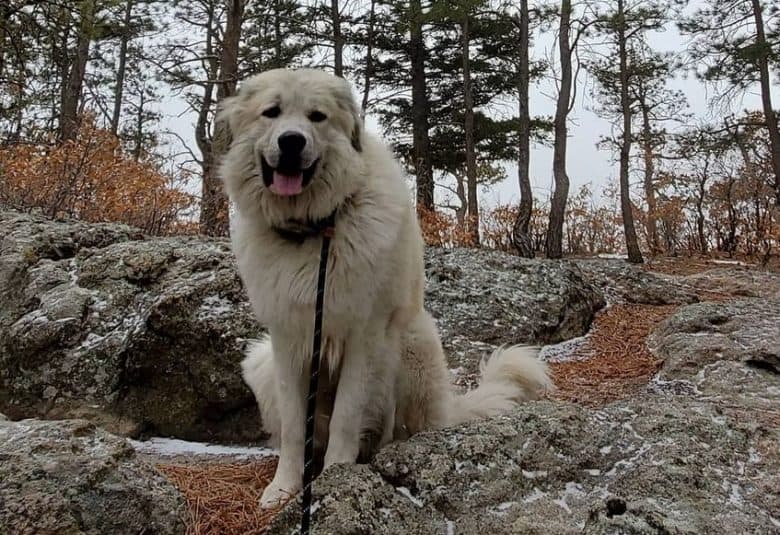 A smiling Anatolian Pyrenees sitting on rocks