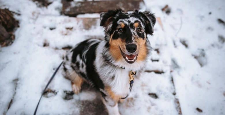 Happy Aussie dog sitting on the snow