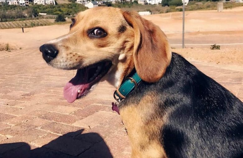 A smiling Beagle enjoying the outdoors