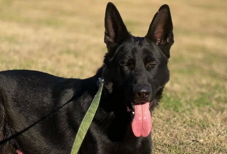 A smiling black GSD standing on the ground