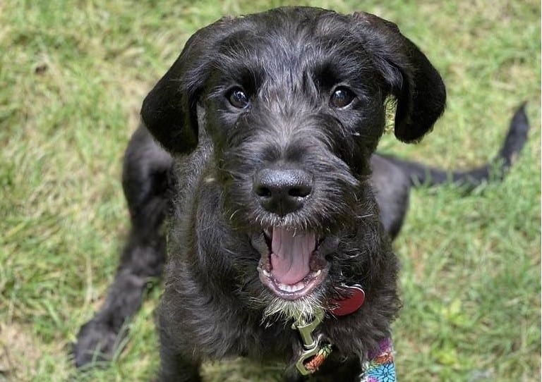 A Boxerdoodle sitting all smiles