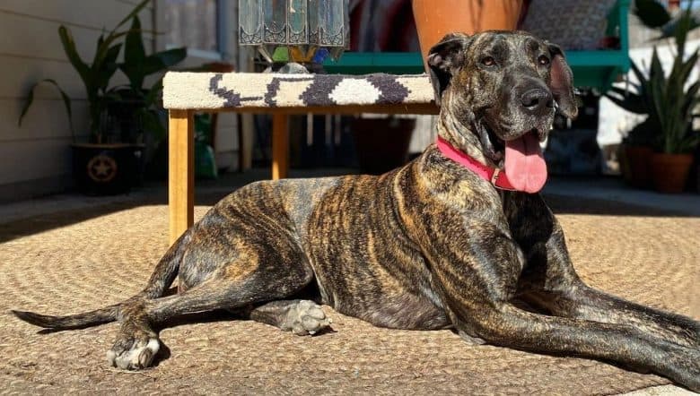 A Brindle Great Dane laying under the sun