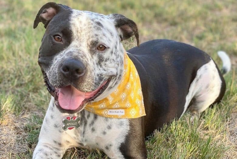 A smiling Bull Pit Terrier wearing a yellow scarf