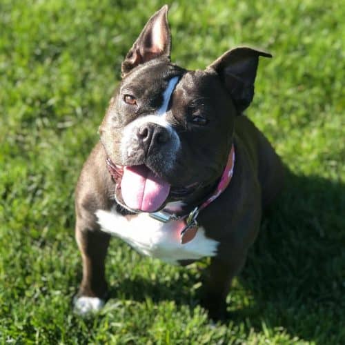 Everything you need to know about the English Bulldog
