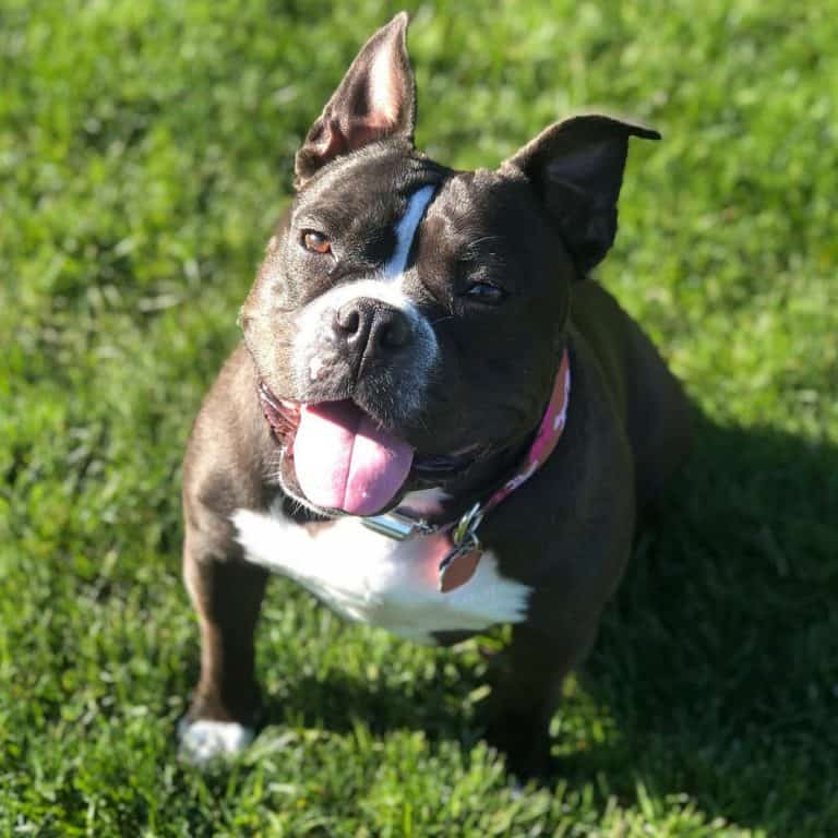 Everything you need to know about the English Bulldog Pitbull mix K9 Web