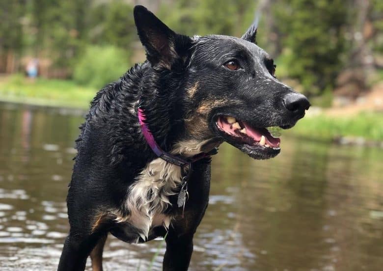 A happy therapy German Shepenji on a hike
