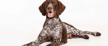a German Shorthaired Pointer laying down