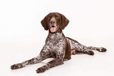a German Shorthaired Pointer laying down
