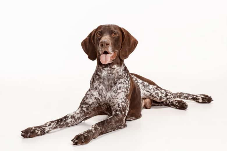 A German Shorthaired Pointer laying down
