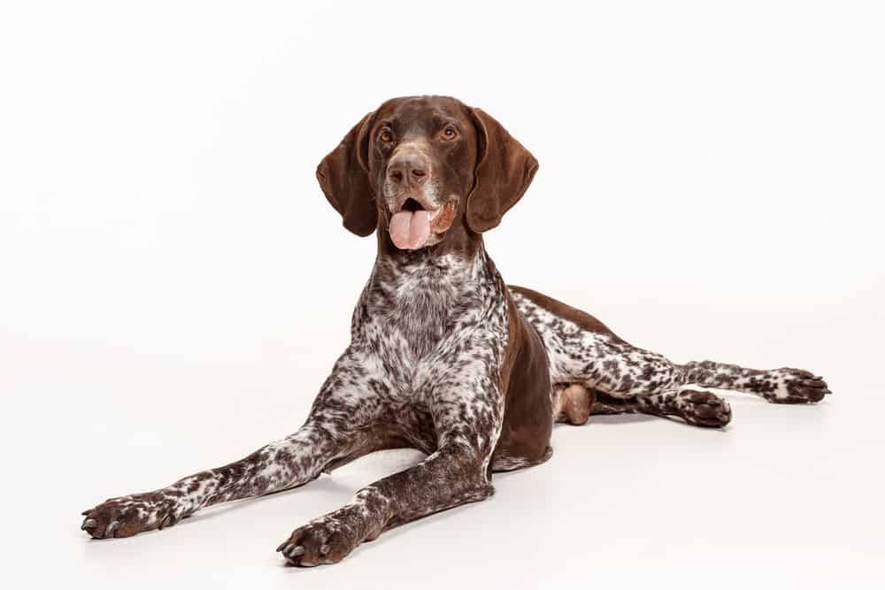 Facts About The German Shorthaired Pointer Dog Breed PetHelpful ...