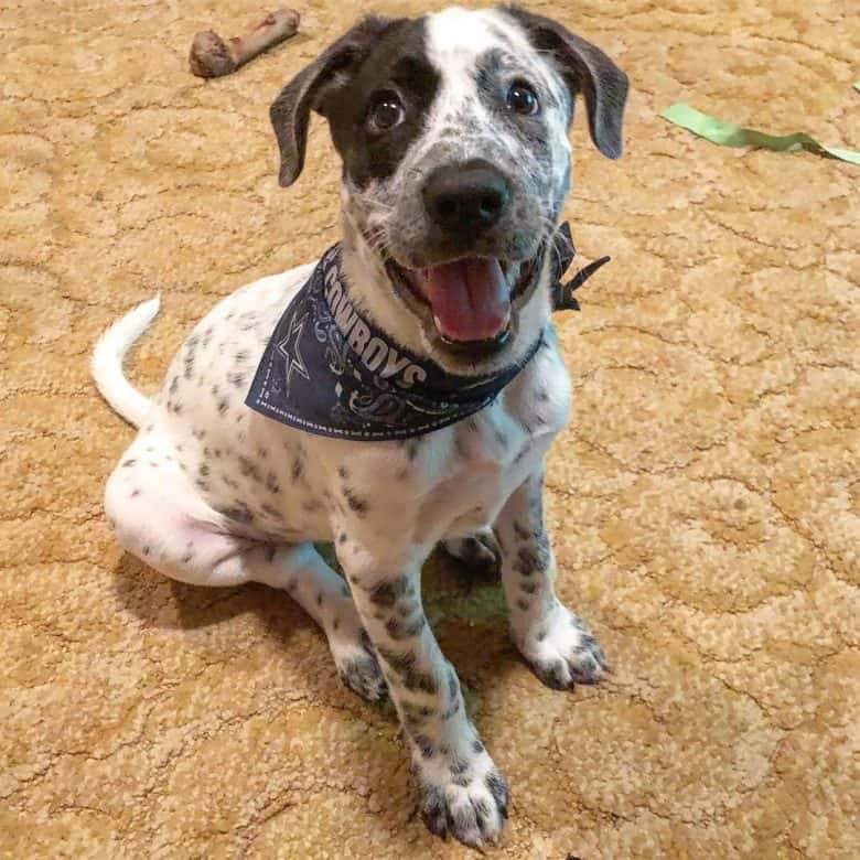A patient and happy Great Pyrmatian sitting and wearing a bandana
