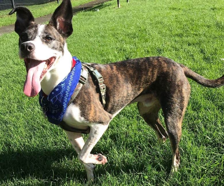 Get to Know The Different and Surprising Greyhound Mix Breeds - K9 Web