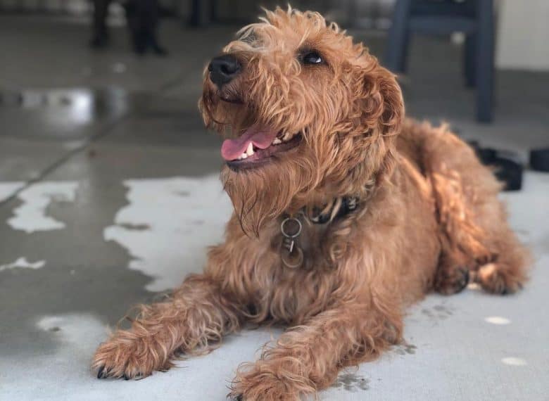 A dripping Irish Terrier enjoyed the beach