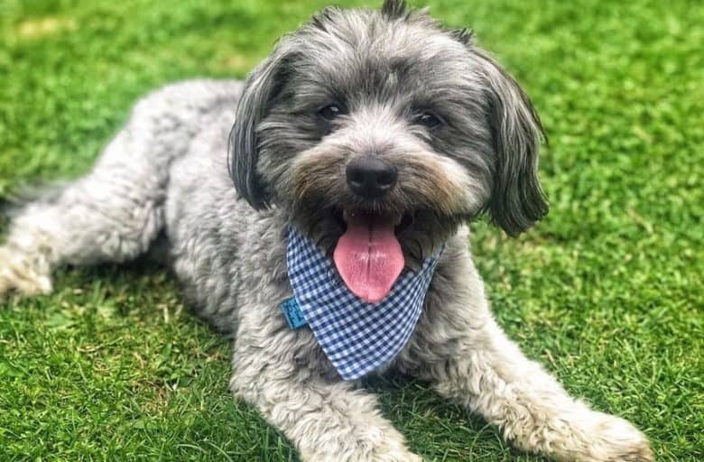 Happy Jack Russell Terrier Poodle mix dog lying on the grass