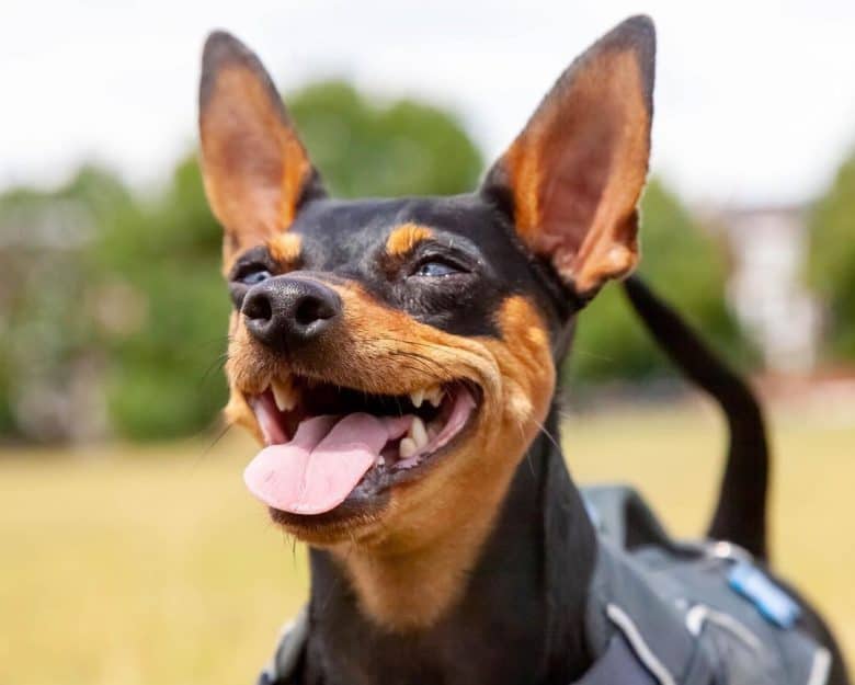 A beaming Min Pin close-up