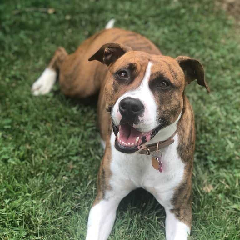 A joyful Pitbull Boxer mix laying on the grass