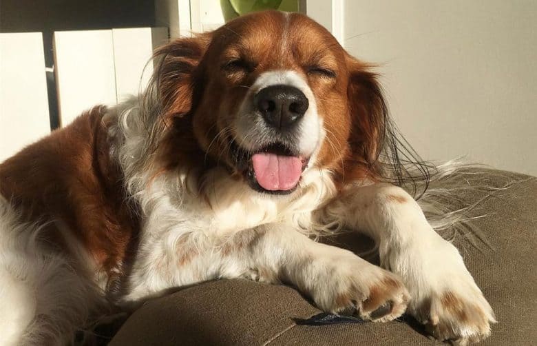 Happy portrait of a dog