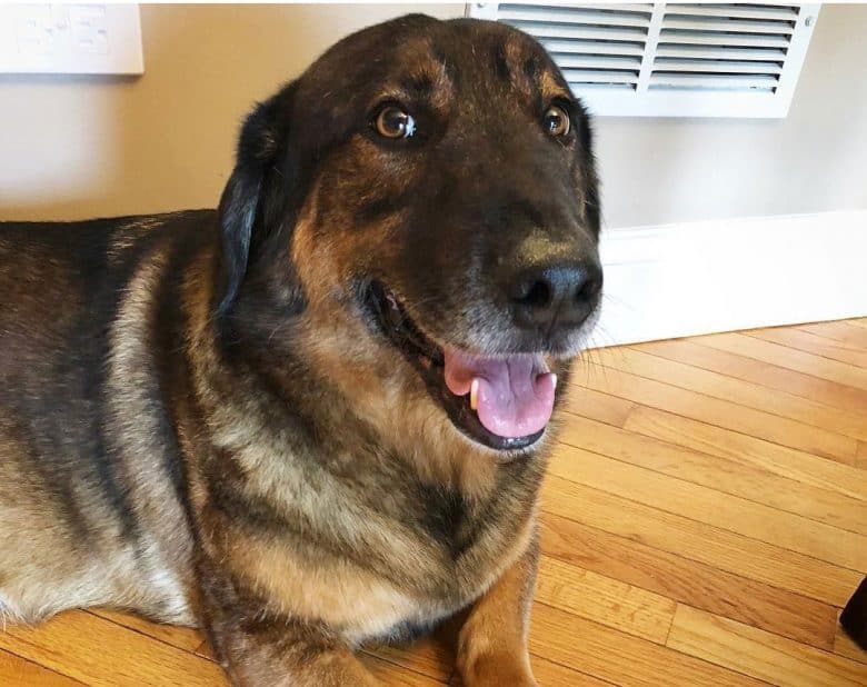 Funny portrait of Basset Hound German Shepherd mix dog