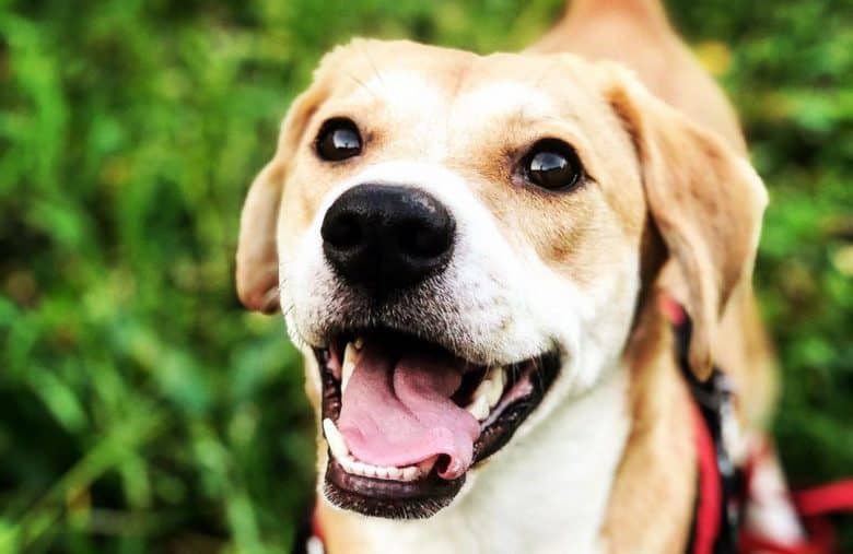 Happy portrait of a Beagle and Akita mix dog